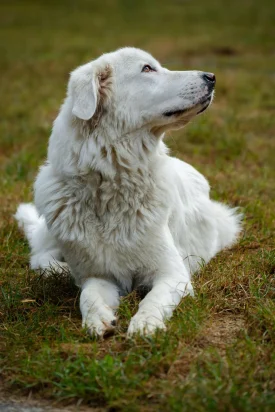 Chien de protection – Vallée d’Aulps 2025