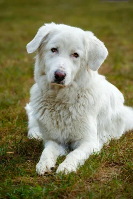 Chiens de protection Vallée Brevon 2025