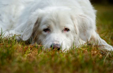 Que faire face aux patous en montagne ?