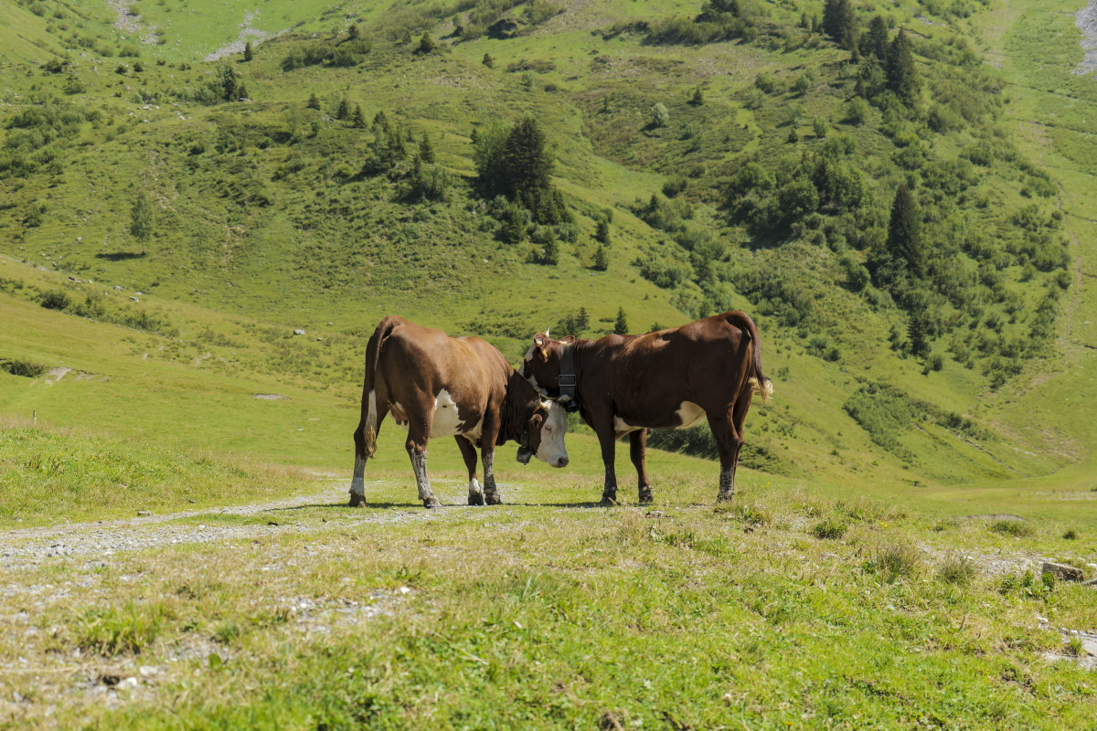 Workshop "Milk and the mountain pasture"